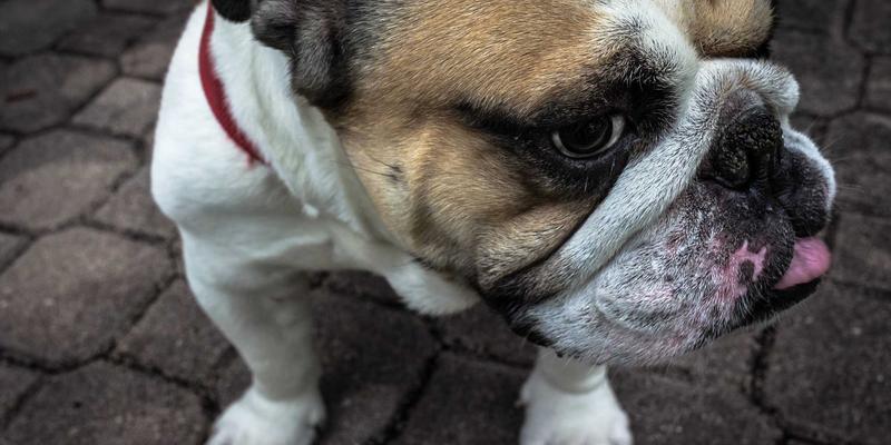 温州正大：以工业设备创新驱动冷链物流解决方案的智能化升级