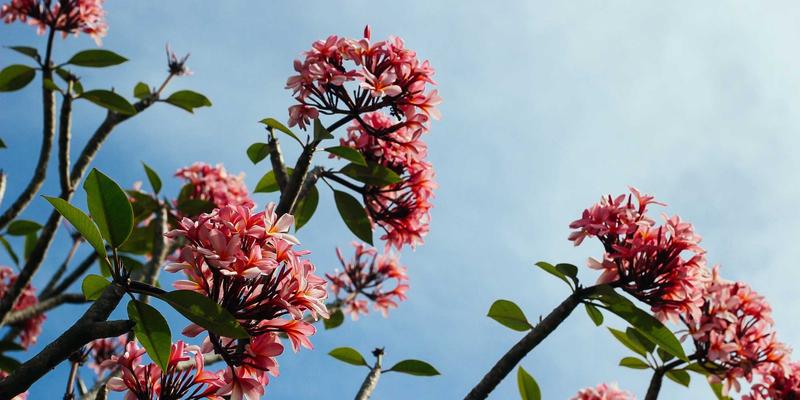 温州正大工业设备：机械制造龙头在东南亚市场的拓展策略与成功实践